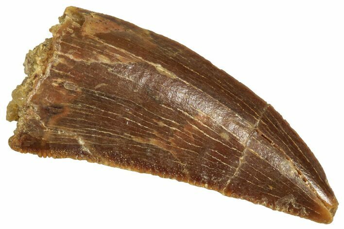 Serrated Raptor Tooth - Real Dinosaur Tooth #371482